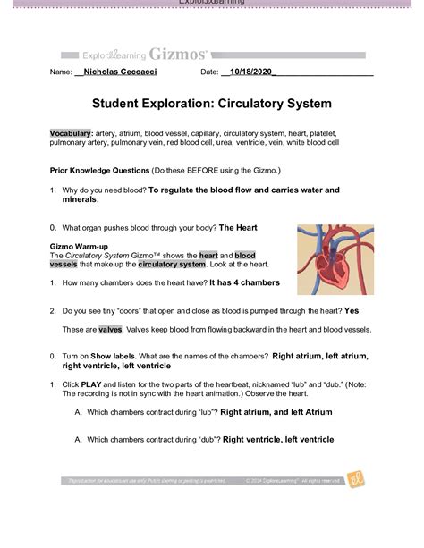 circulatory system gizmo worksheet answers